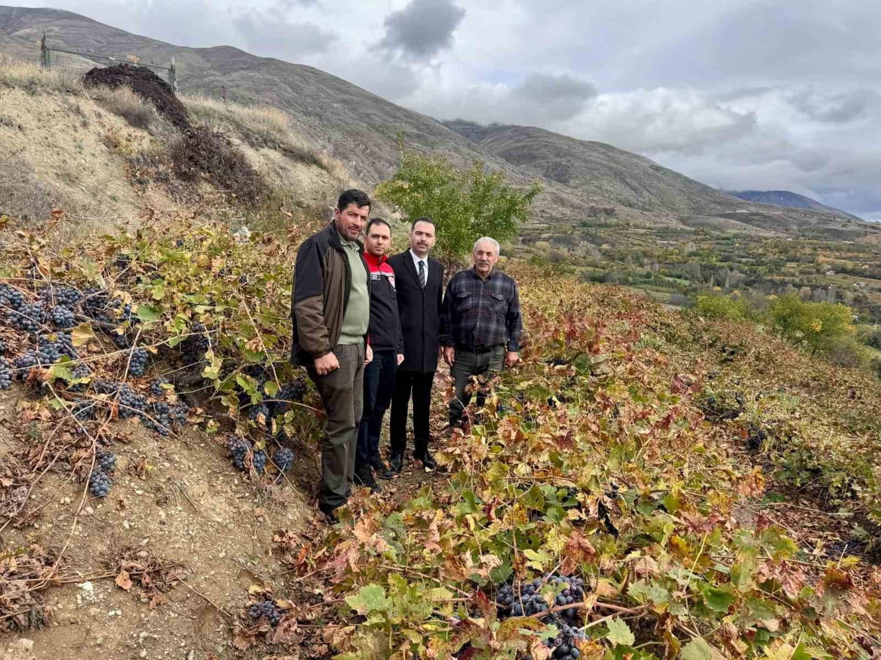 ÜZÜMLÜ KAYMAKAMI HÖKELEKLİ ÜZÜM BAĞINDA İNCELEMELERDE BULUNDU