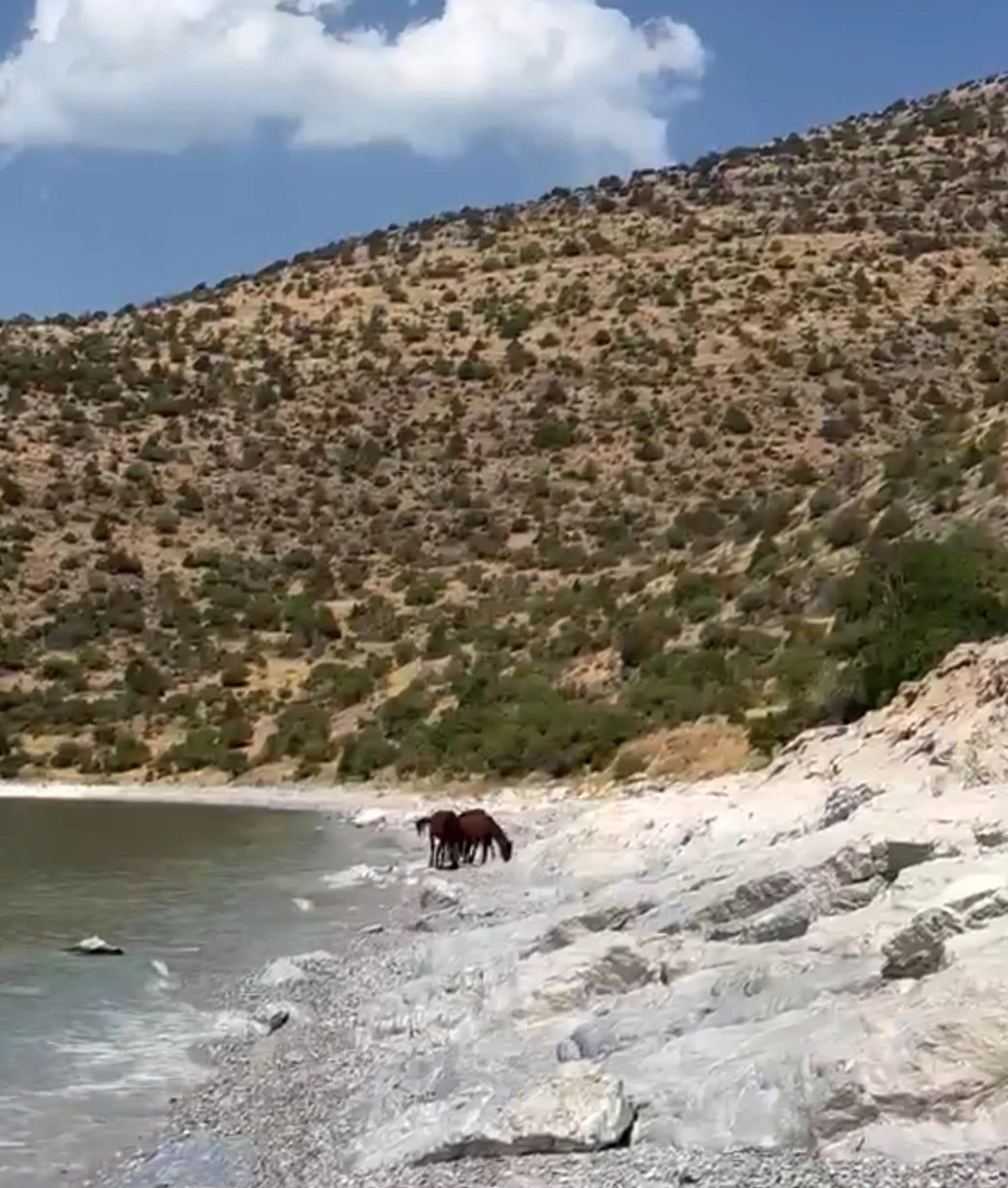 VAN’IN GEVAŞ İLÇESİ KIRSALINDA ÖZGÜRCE DOLAŞAN YILKI ATLARI GÖRÜNTÜLENDİ.