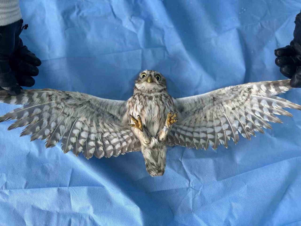 VAN YÜZÜNCÜ YIL ÜNİVERSİTESİ (VAN YYÜ) YABAN HAYVANLARI KORUMA VE REHABİLİTASYON MERKEZİ’NE BU YIL...