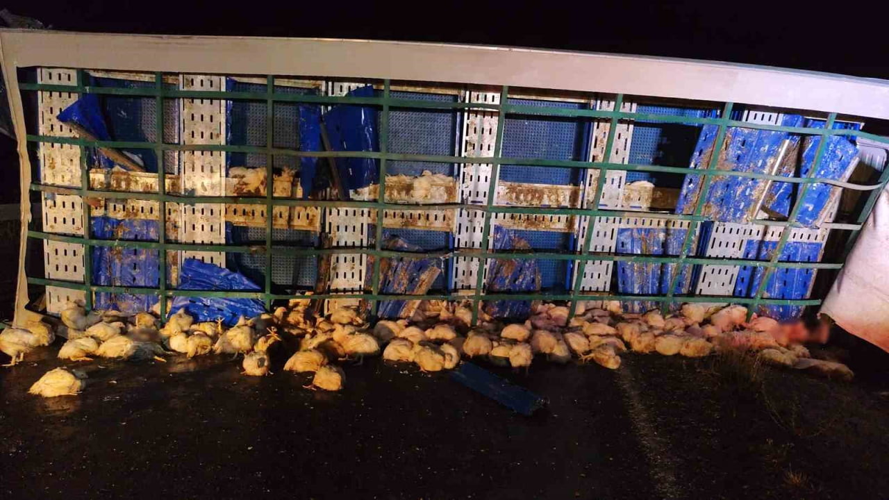 YOZGAT'IN SARIKAYA İLÇESİNDE TAVUK YÜKLÜ TIR DEVRİLDİ.  TIRDAKİ ÇOK SAYIDA TAVUK TELEF...