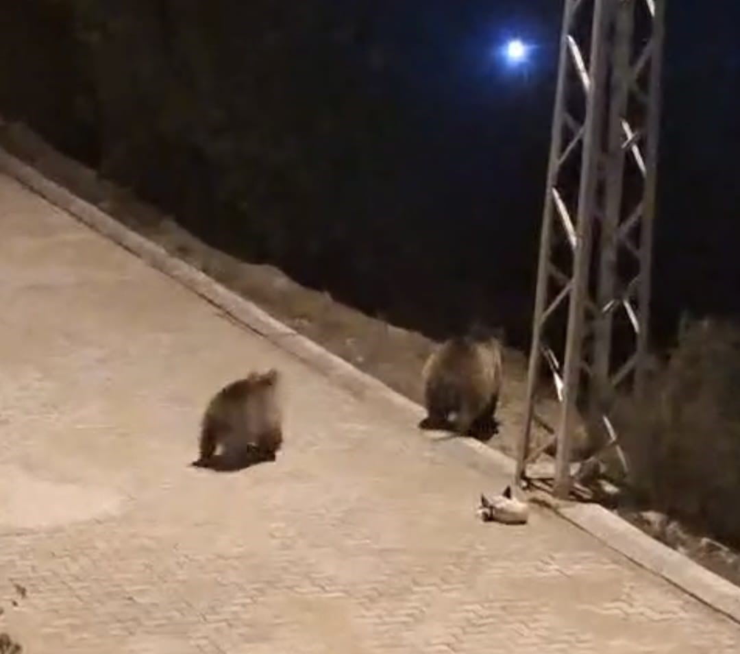 YOZGAT’IN AKDAĞMADENİ İLÇESİNDE SOKAK ARALARINA VE ÇÖP KONTEYNERLERİNİN YANINA KADAR İNEN ANNE AYI...