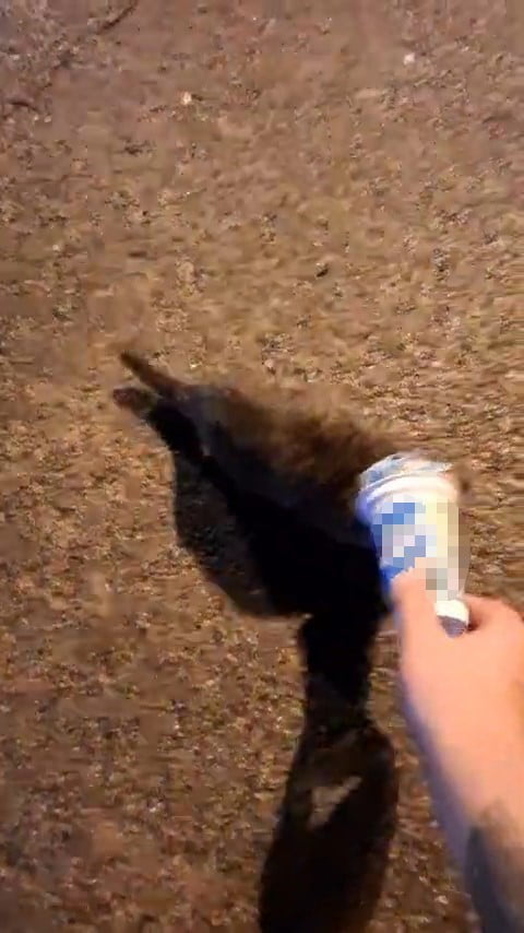 ZONGULDAK’IN KARADENİZ EREĞLİ İLÇESİNDE KAFASINA PLASTİK AYRAN KUTUSU SIKIŞAN KEDİ, YARDIM İSTEMEK...
